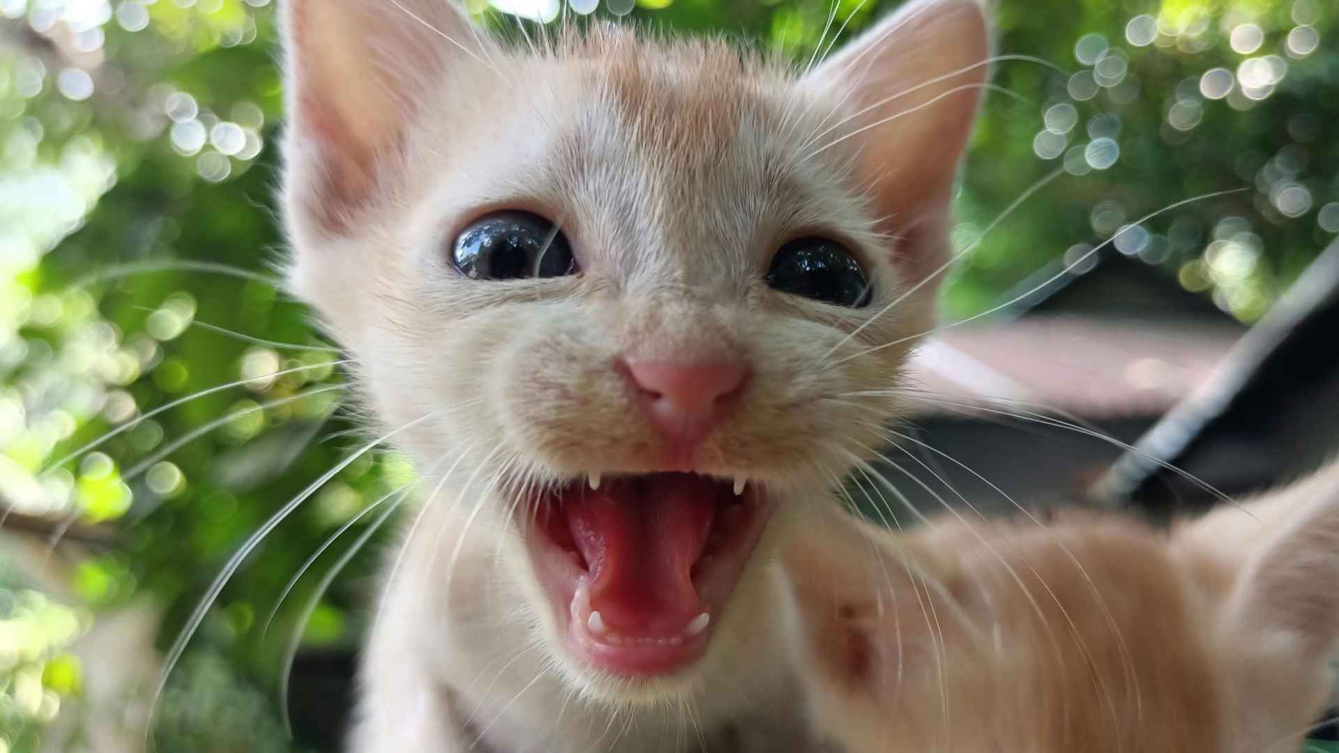 gatito simpático